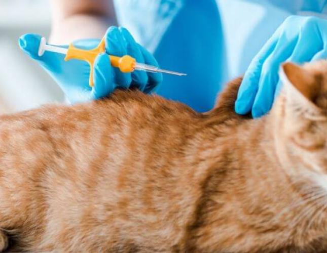 Chip Your Pet Month: Answers to Common Microchipping Questions