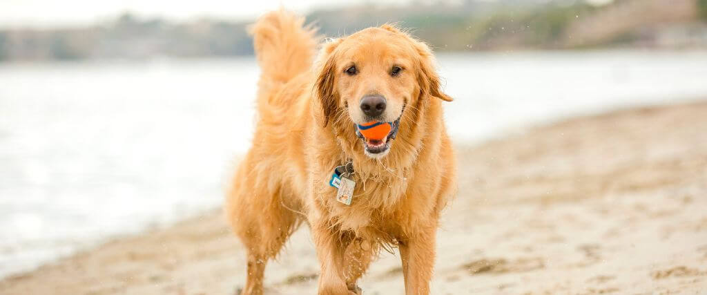 Avoiding Water, Sand, and Algae Risks that Can Put a Damper on Your Dog’s Summer Fun