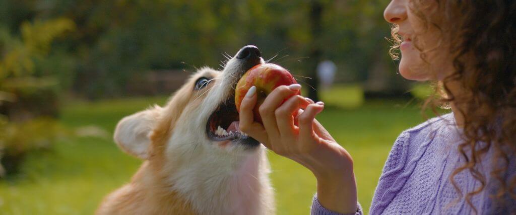 Can My Dog Eat That? A Veterinarian's Take on the Internet's Most Asked Foods for Dogs