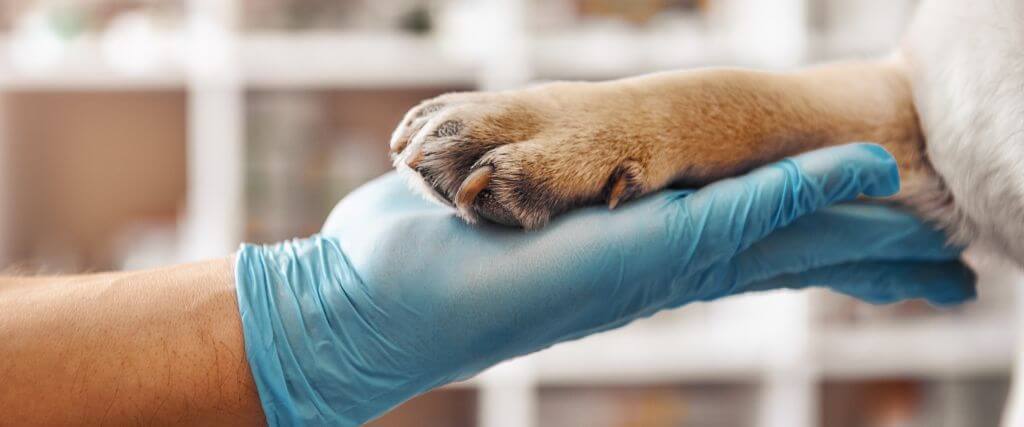 Maximizing Canine Health: The Importance of Lab Work Through Your Dog's Life