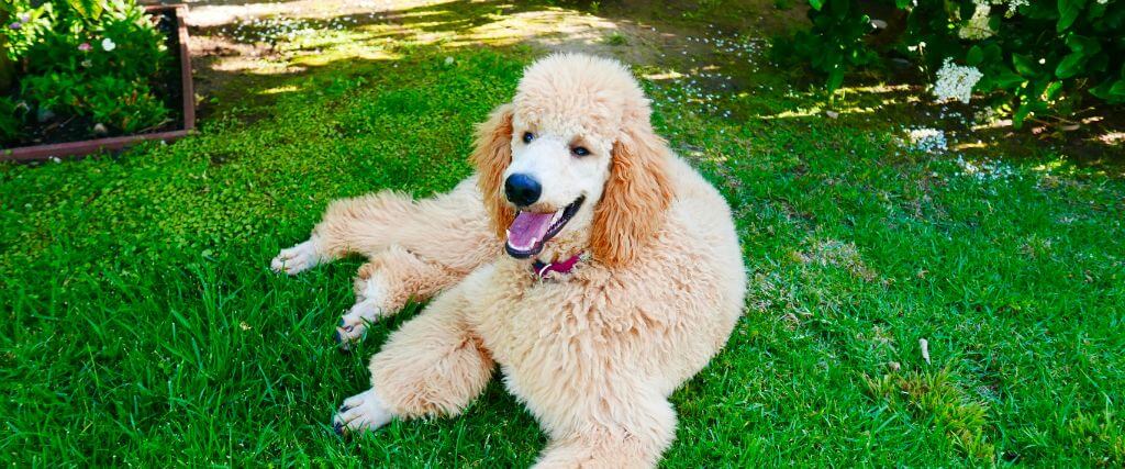 Poodles, like the dog shown, are a dog breed that can benefit from OFA testing and certification