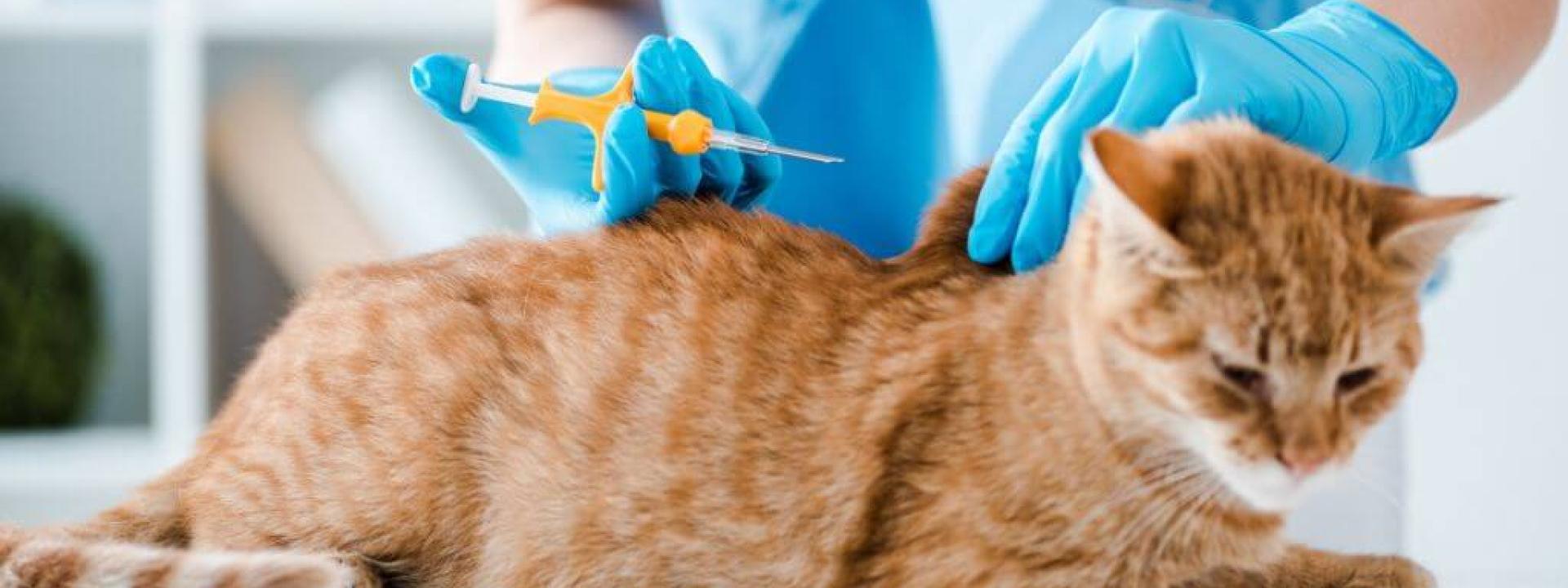Orange cat receiving microchip at vet.