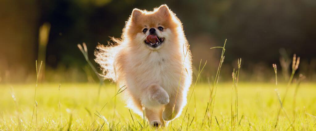 A dog running outside, at risk for fleas and ticks
