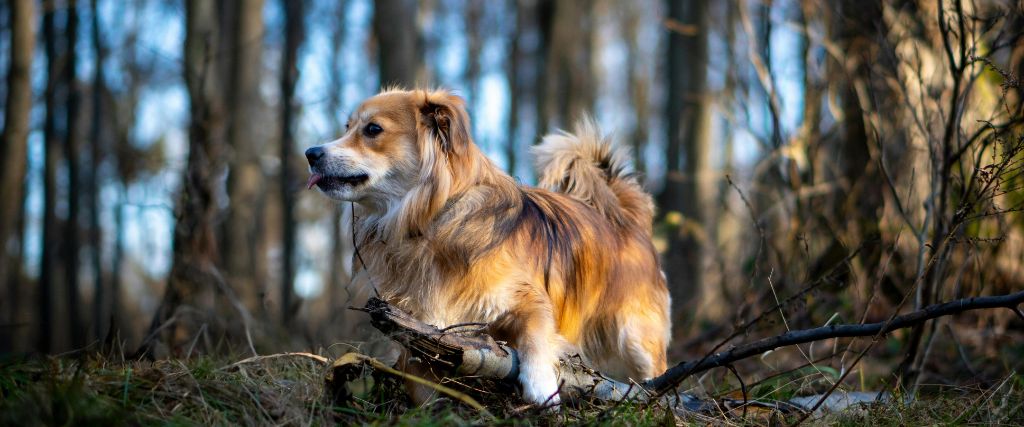 Can Dogs Get Poison Ivy? Everything You Need to Know About Poison Ivy on Dogs