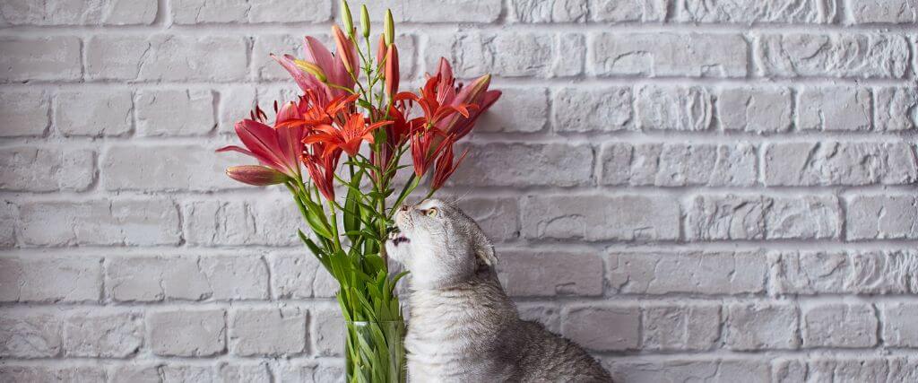Lilies and Cats: The Dangers of Lily Poisoning Every Cat Owner Should Know About