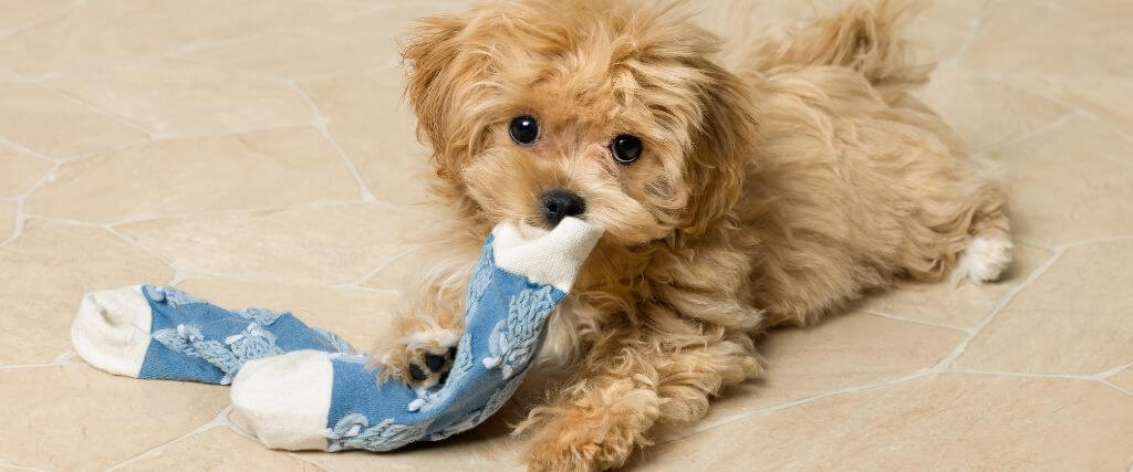 Puppy chewing on socks, which can give dog owners the puppy blues