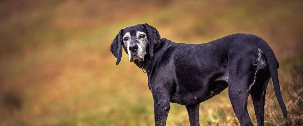 Understanding Your Dog’s Quality of Life and What It Means