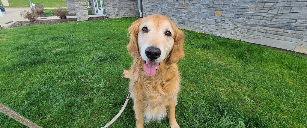 Senior dog with osteoarthritis sitting outside in the grass