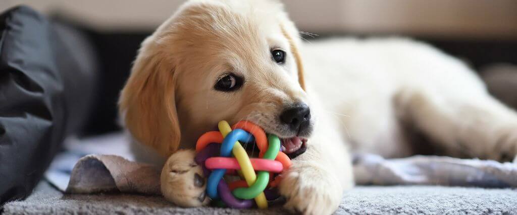 A young dog resource guarding a toy